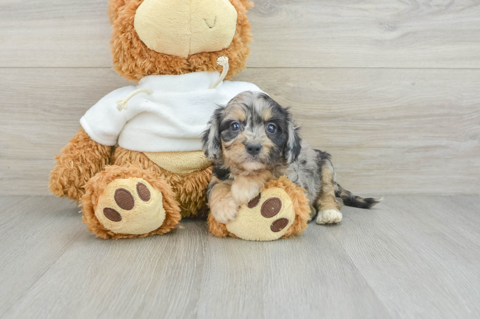 Best Cavapoo Baby