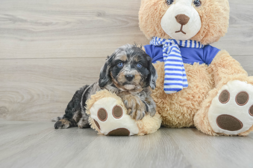 6 week old Cavapoo Puppy For Sale - Premier Pups