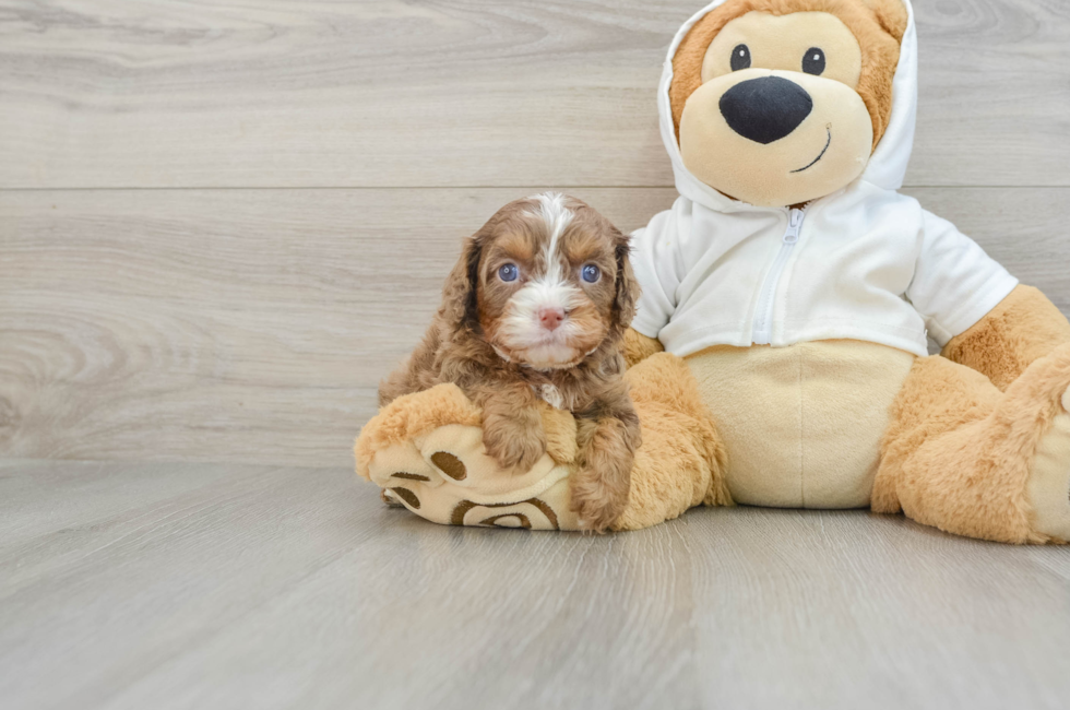 6 week old Cavapoo Puppy For Sale - Premier Pups