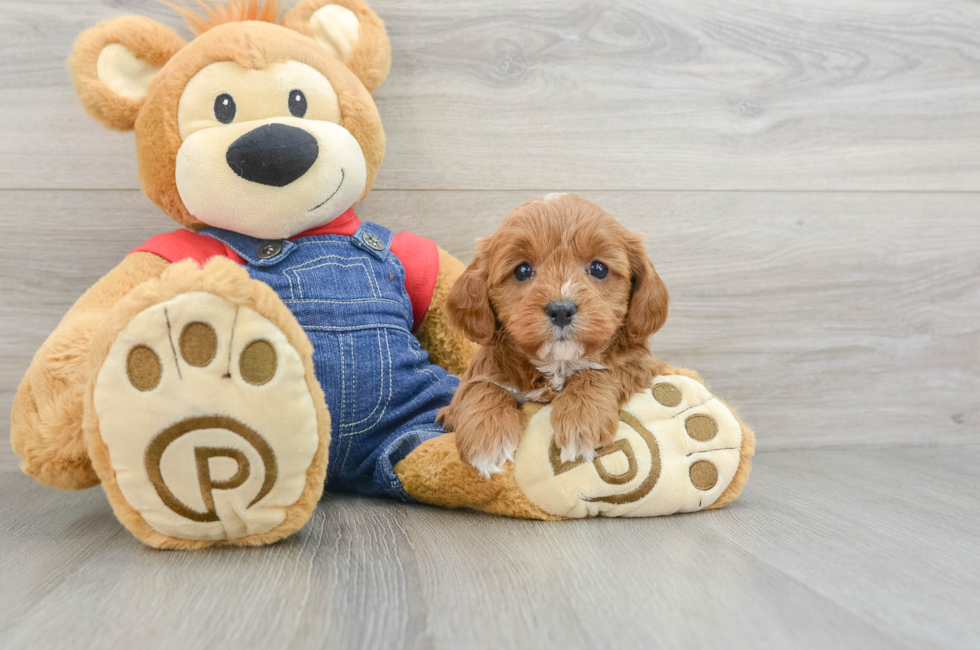 5 week old Cavapoo Puppy For Sale - Premier Pups