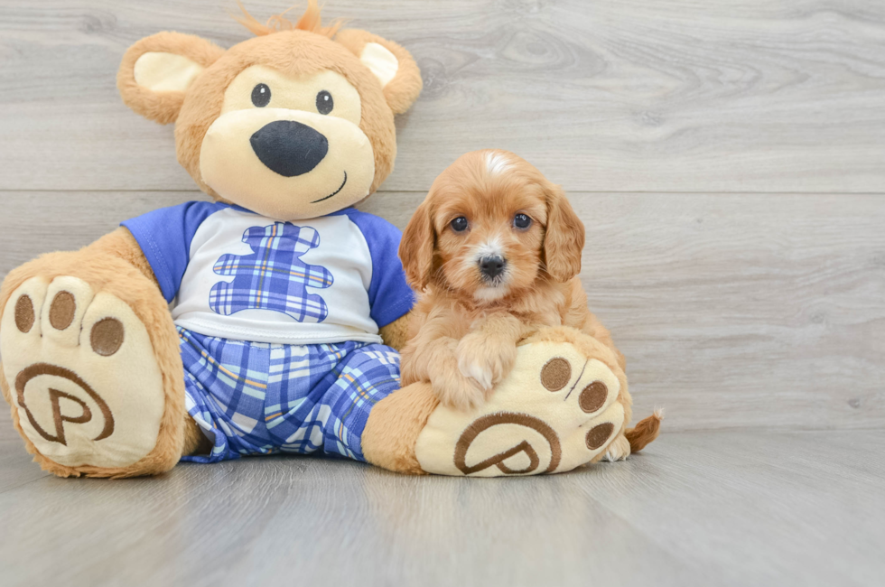 7 week old Cavapoo Puppy For Sale - Premier Pups
