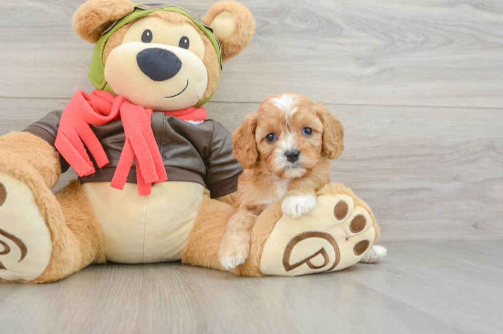 5 week old Cavapoo Puppy For Sale - Premier Pups