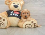 7 week old Cavapoo Puppy For Sale - Premier Pups
