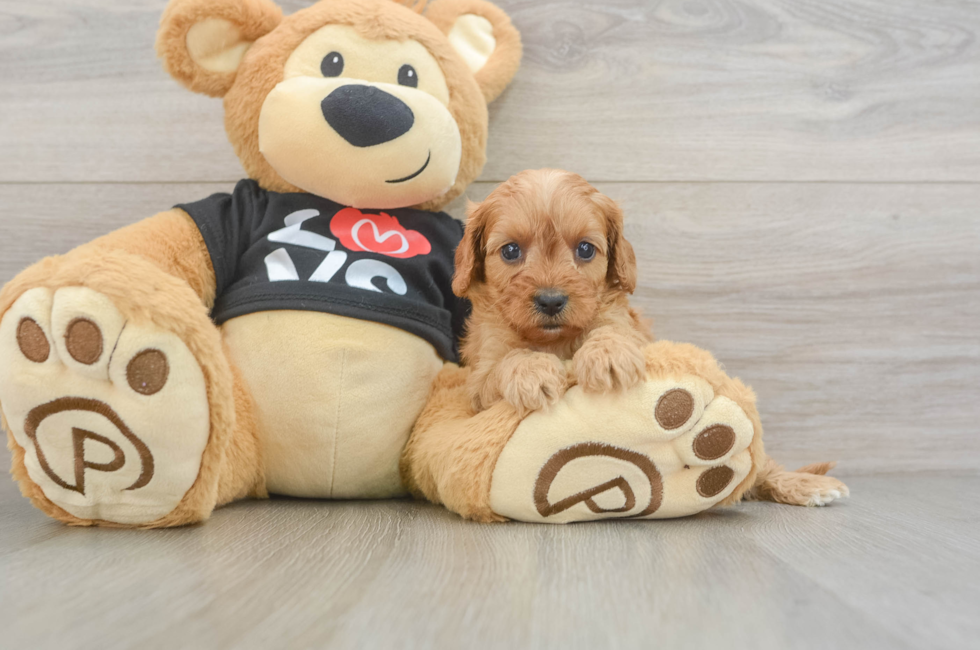 6 week old Cavapoo Puppy For Sale - Premier Pups
