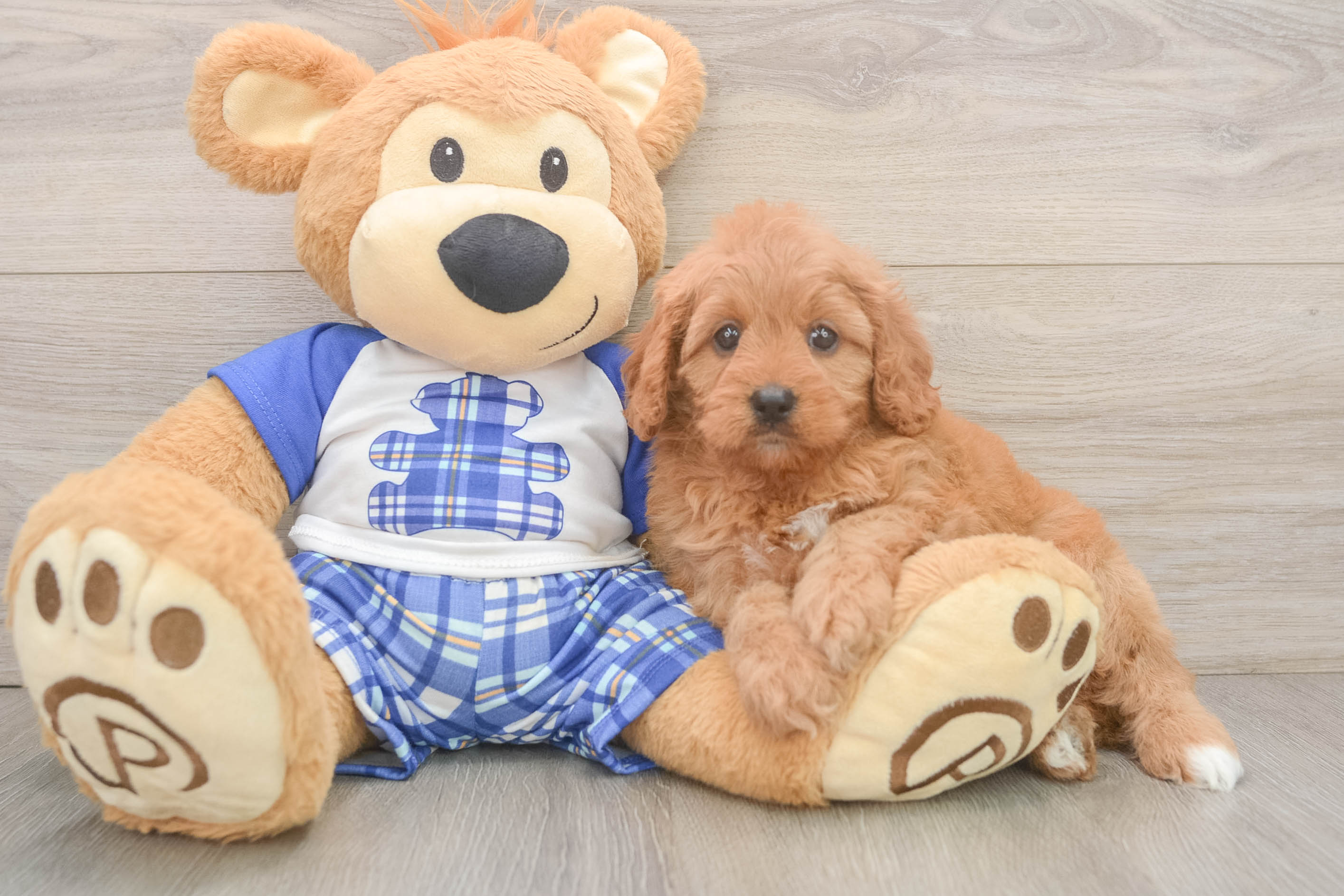 Best Cavapoo Baby