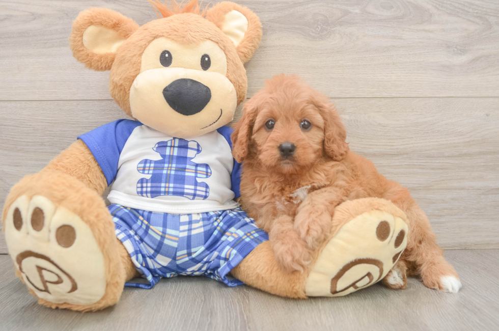 5 week old Cavapoo Puppy For Sale - Premier Pups