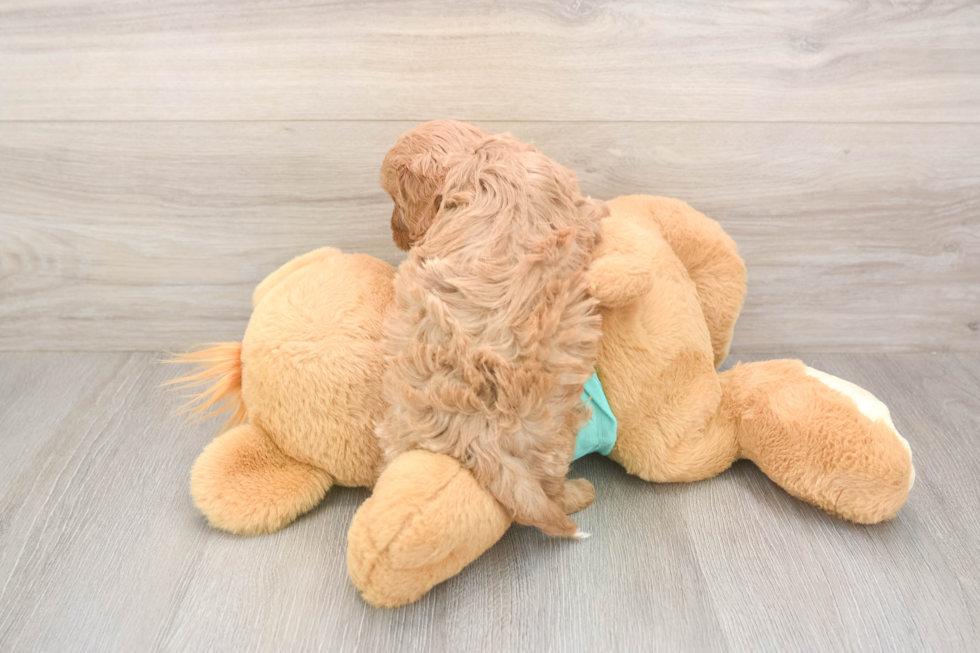 Funny Cavapoo Poodle Mix Pup