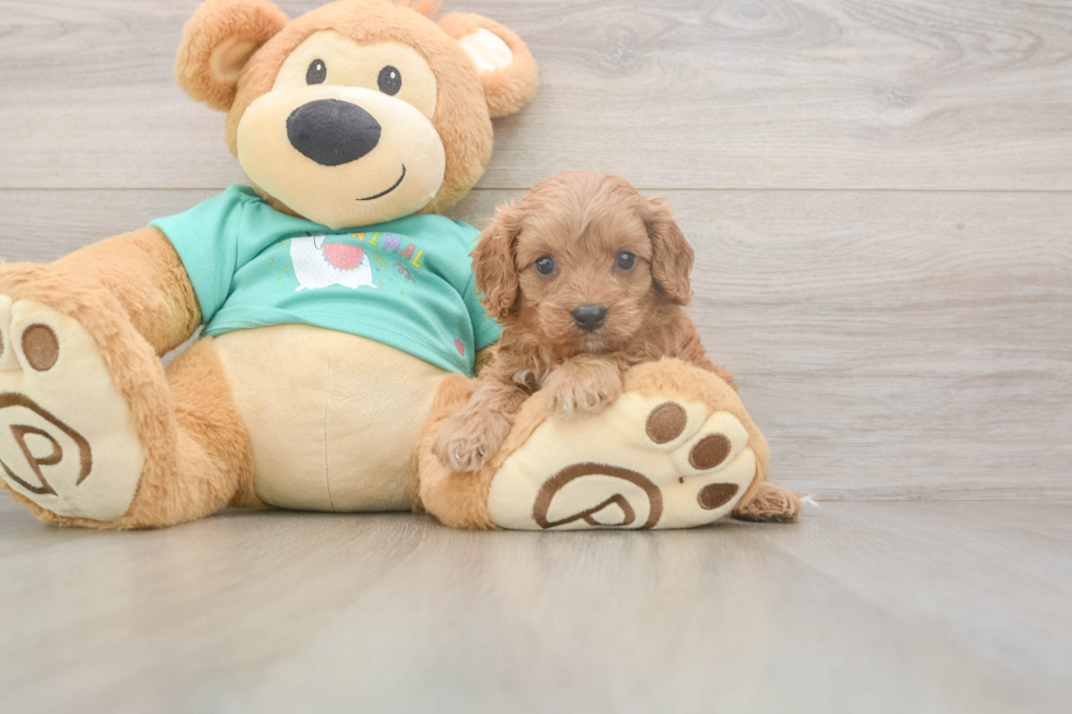 Cavapoo Puppy for Adoption