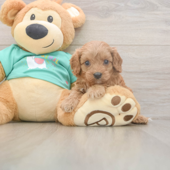 KARMEL, a Cavapoo puppy from Sunbury OH