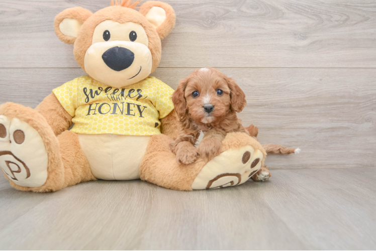Cavapoo Pup Being Cute