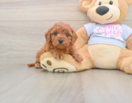 7 week old Cavapoo Puppy For Sale - Premier Pups