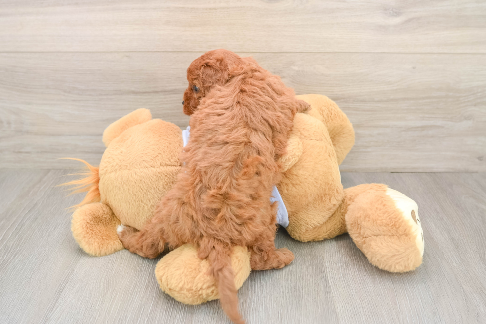 Cavapoo Puppy for Adoption