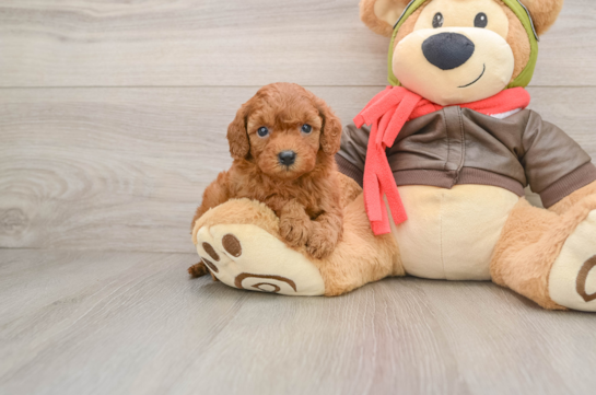 Playful Cavapoodle Poodle Mix Puppy