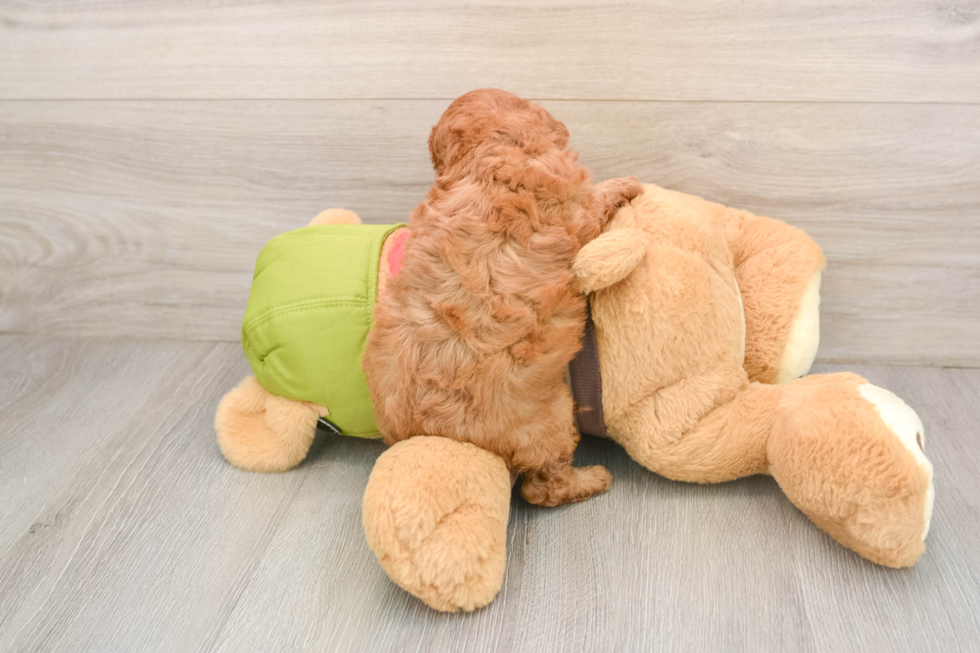 Cavapoo Puppy for Adoption
