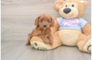 Cute Cavapoo Baby