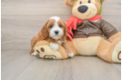 Best Cavapoo Baby