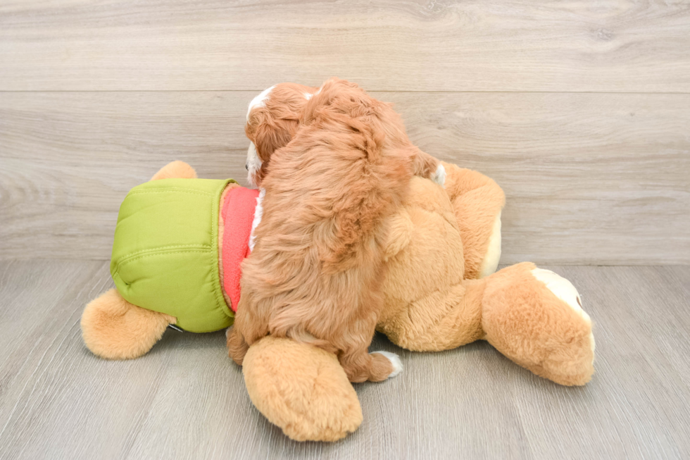 Cavapoo Puppy for Adoption