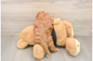 Cavapoo Puppy for Adoption