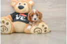 Best Cavapoo Baby