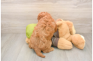 Cavapoo Puppy for Adoption