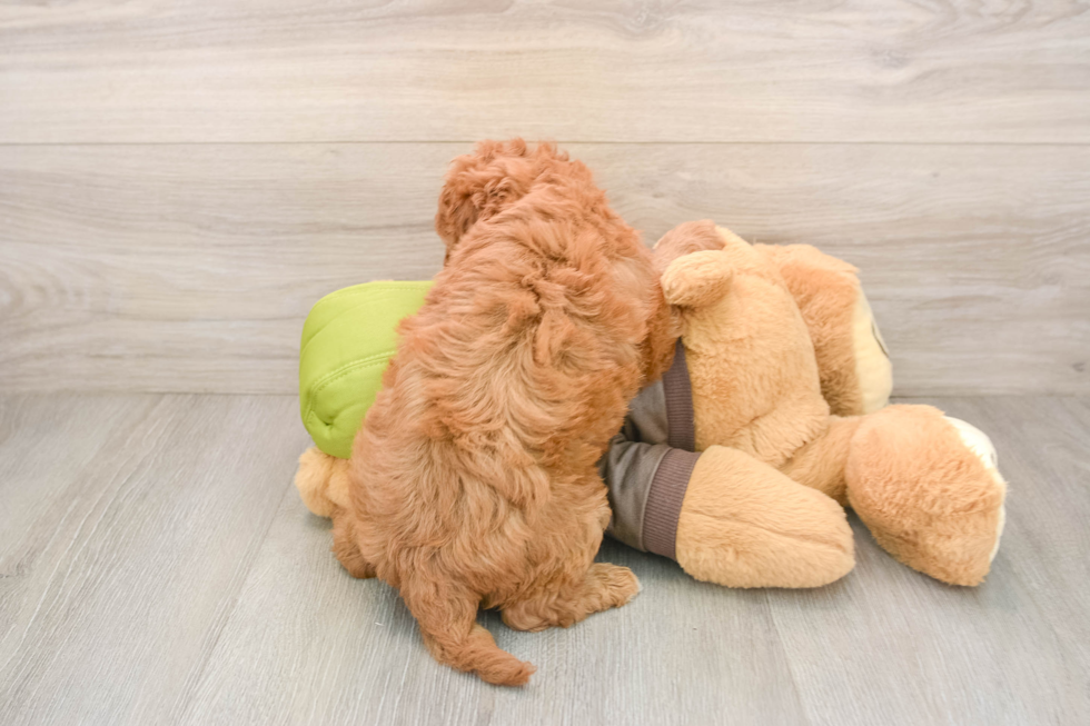 Cavapoo Puppy for Adoption