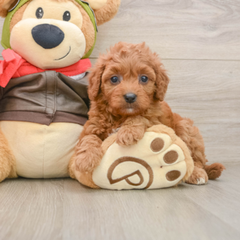 Cute Cavapoo Baby