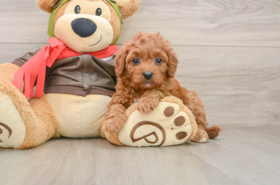 Cute Cavapoo Baby