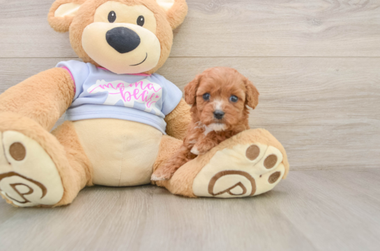 Funny Cavapoo Poodle Mix Pup