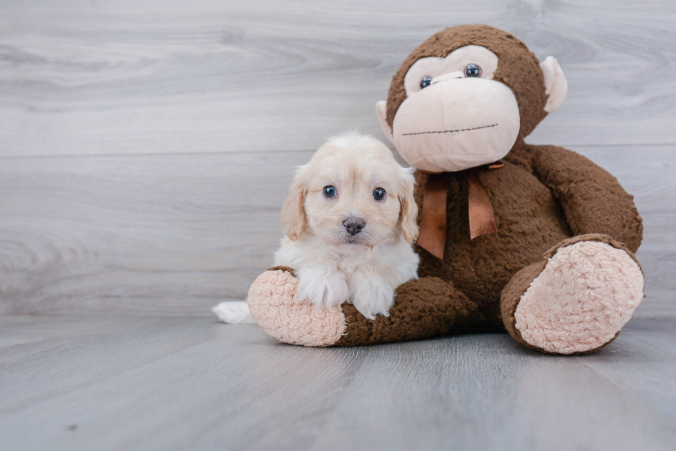 Cavapoo Puppy for Adoption