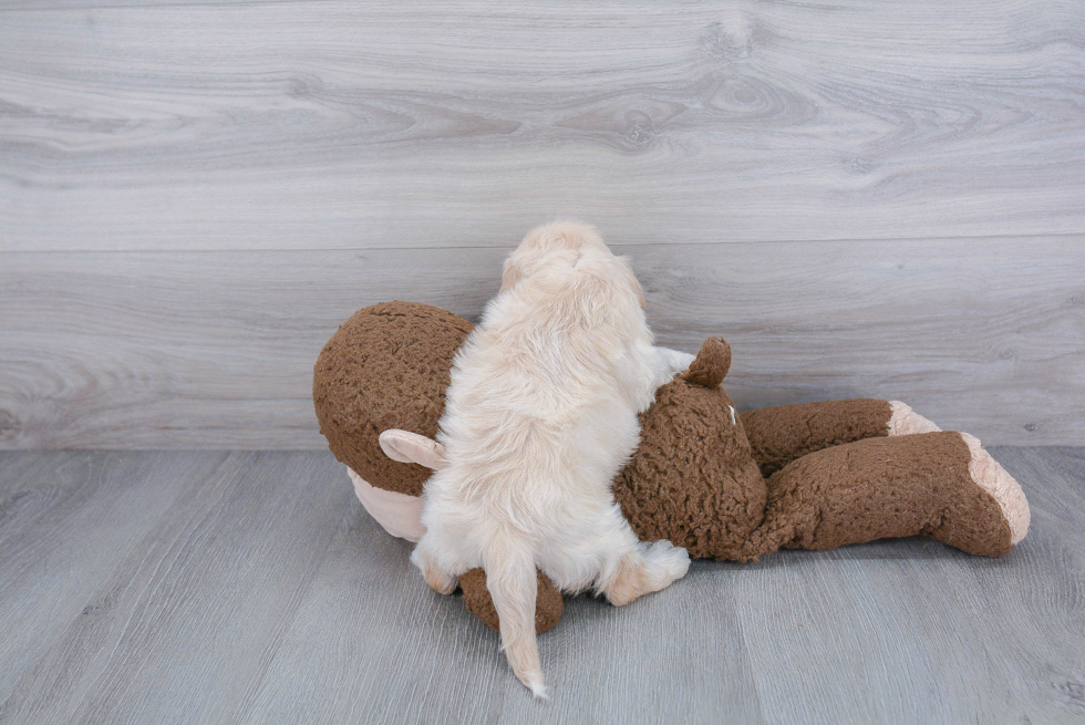 Cute Cavapoo Baby