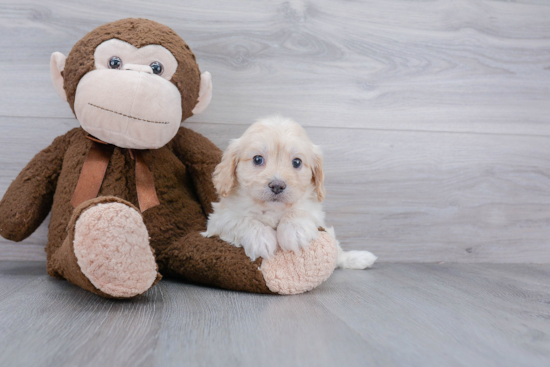 Fluffy Cavapoo Poodle Mix Pup