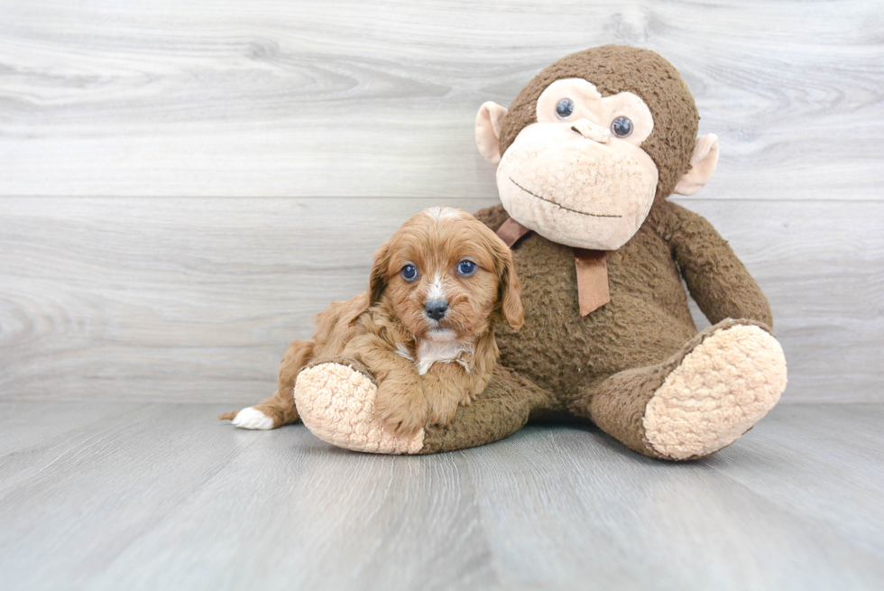 Best Cavapoo Baby