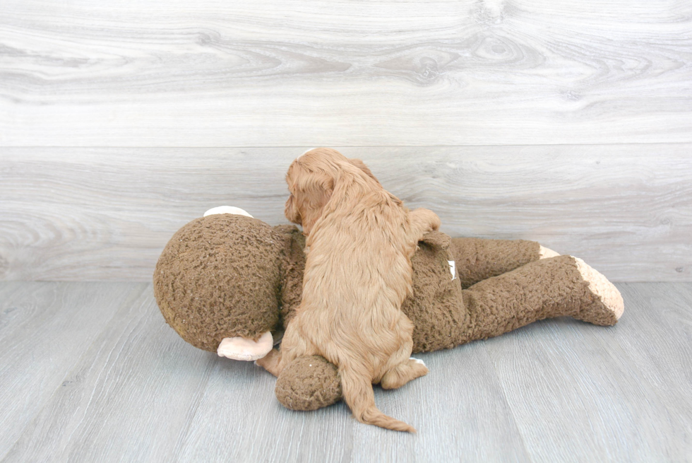 Popular Cavapoo Poodle Mix Pup