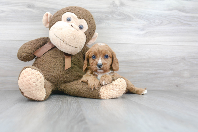 Cavapoo Pup Being Cute