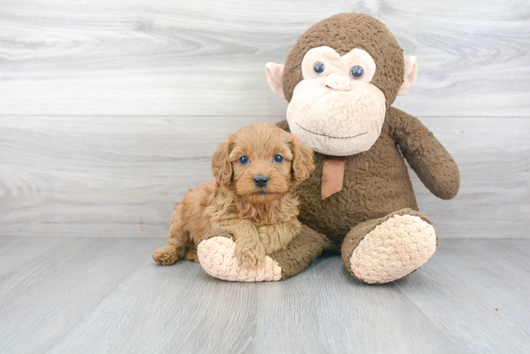 Small Cavapoo Baby