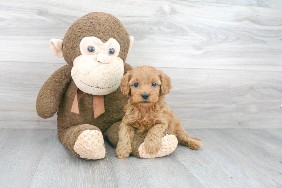 Best Cavapoo Baby