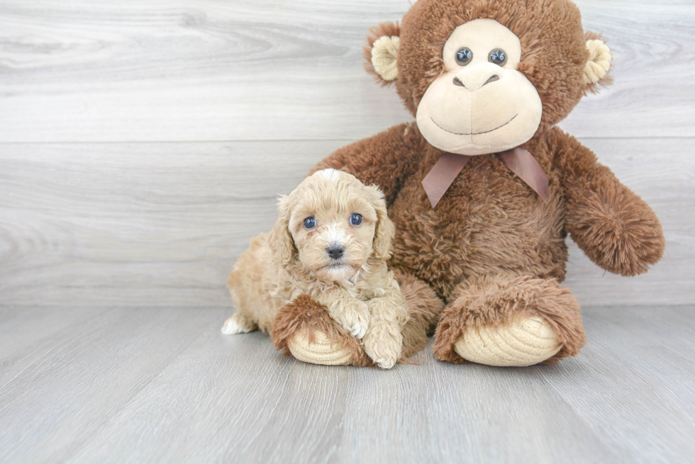 Friendly Cavapoo Baby