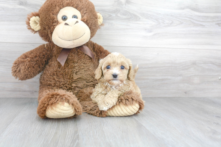 Cavapoo Puppy for Adoption