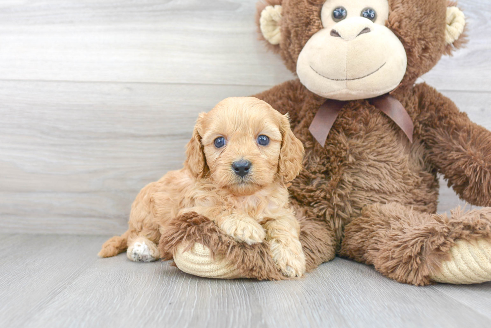 Cavapoo Puppy for Adoption