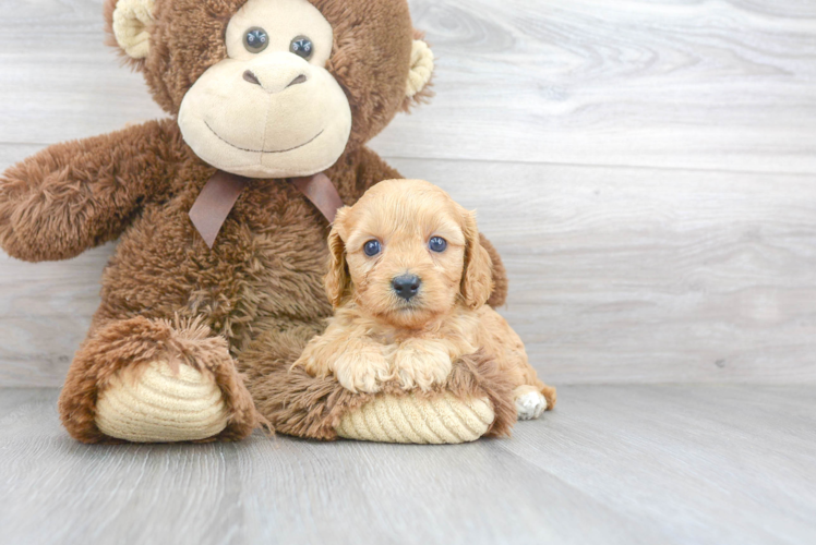 Popular Cavapoo Poodle Mix Pup