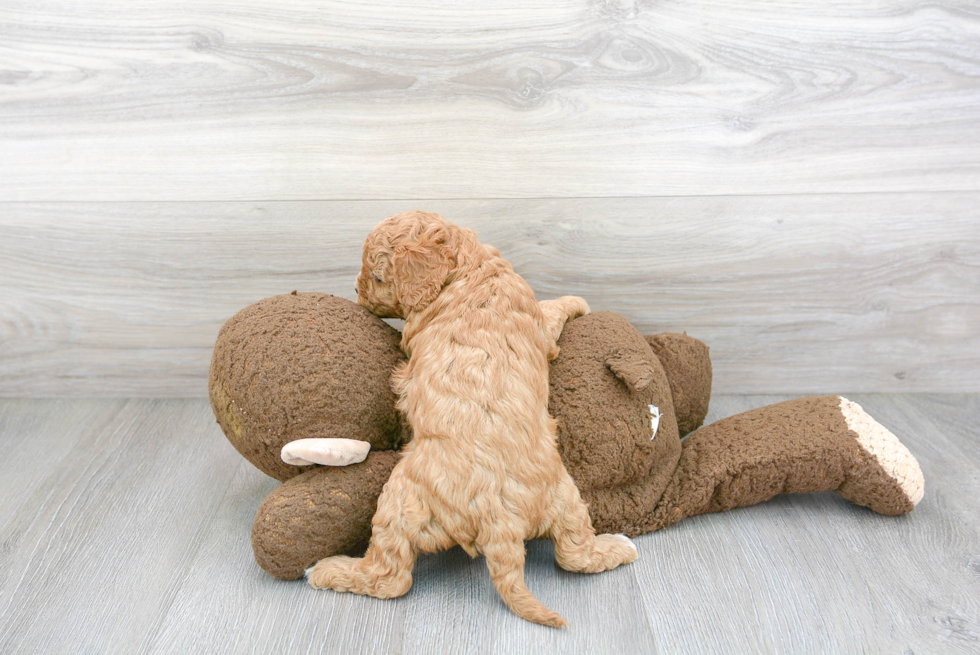 Cavapoo Pup Being Cute