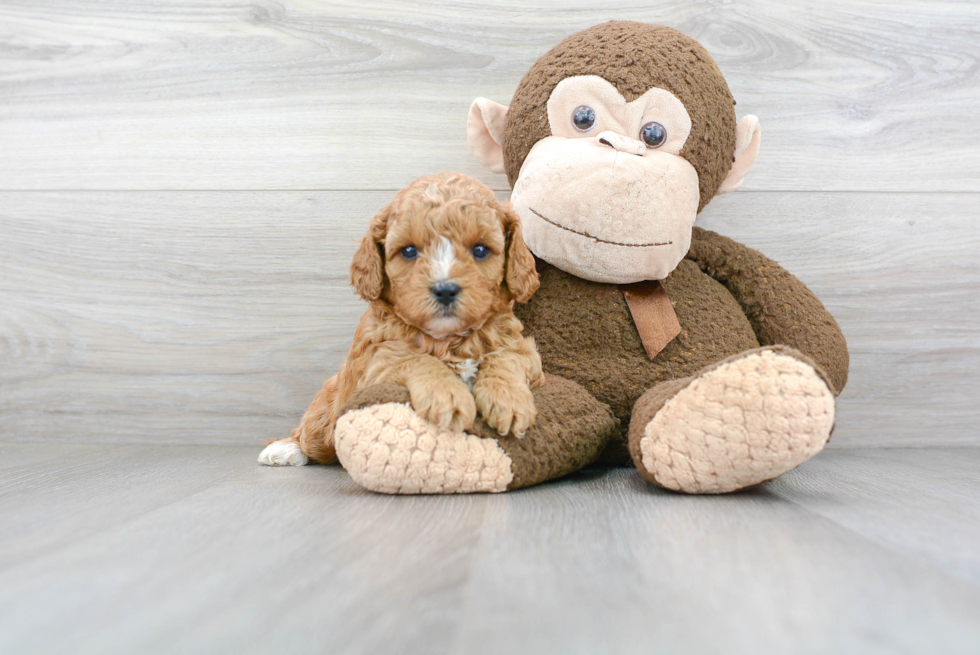 Fluffy Cavapoo Poodle Mix Pup