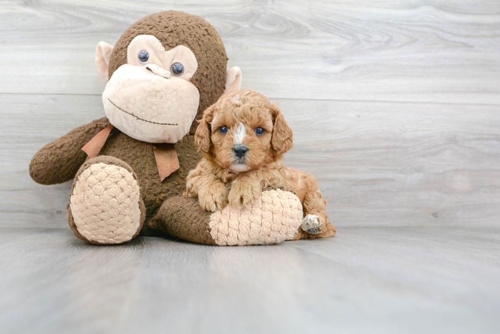 Cavapoo Pup Being Cute