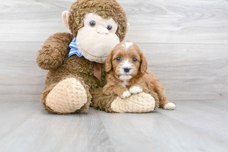 Cavapoo Pup Being Cute