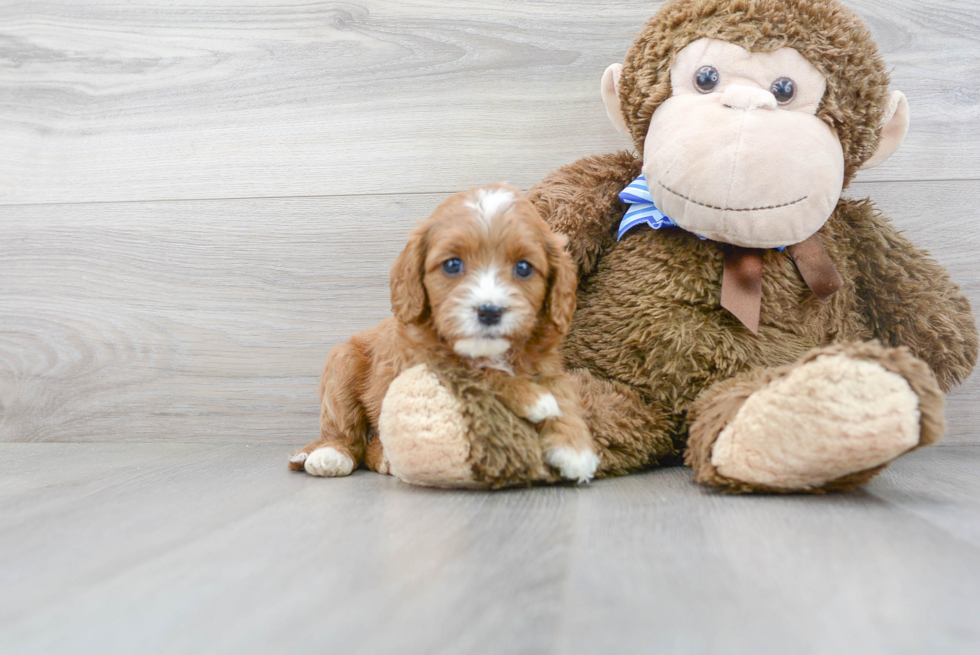 Cavapoo Puppy for Adoption