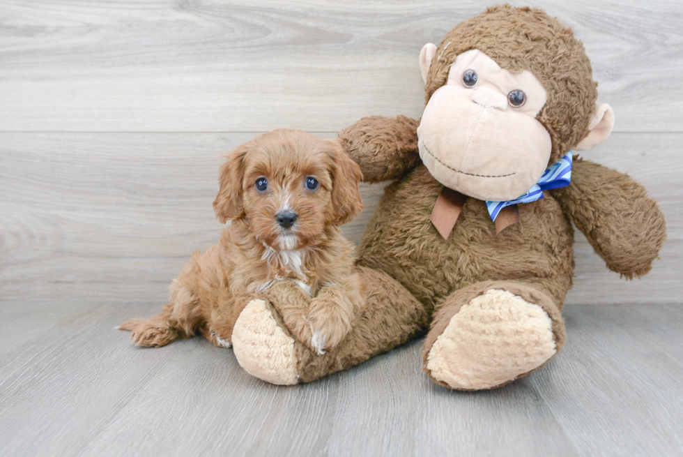 Best Cavapoo Baby