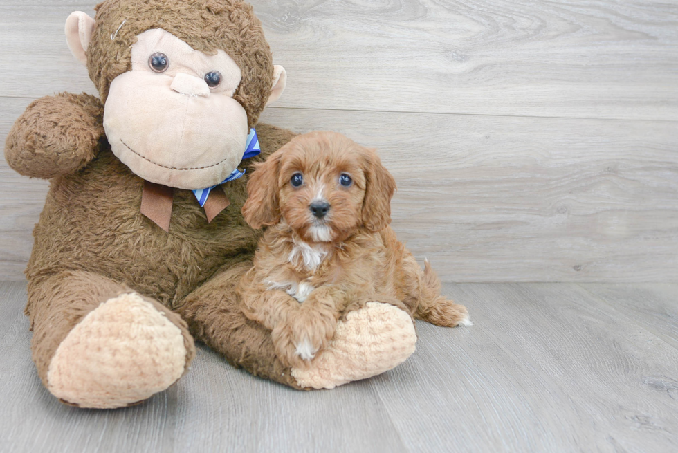 Cavapoo Puppy for Adoption