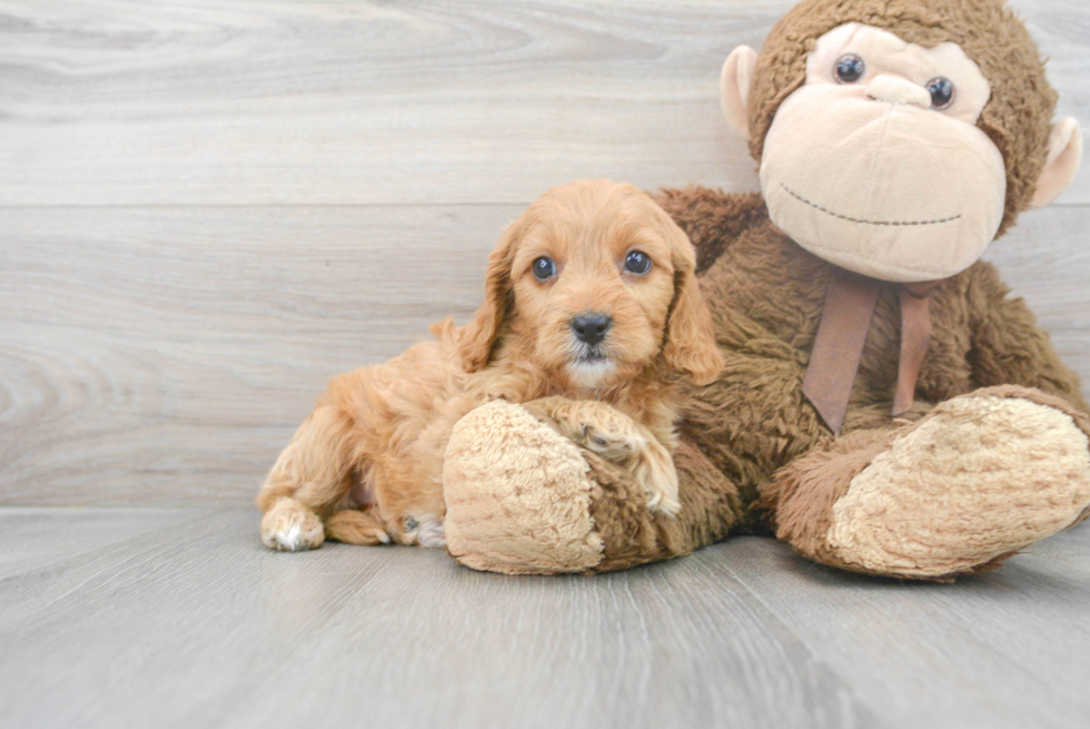 Fluffy Cavapoo Poodle Mix Pup