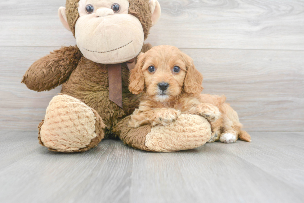 Best Cavapoo Baby