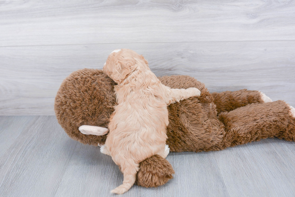 Cavapoo Pup Being Cute